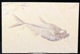 Nice Diplomystus Fish Fossil From Wyoming #21885-1